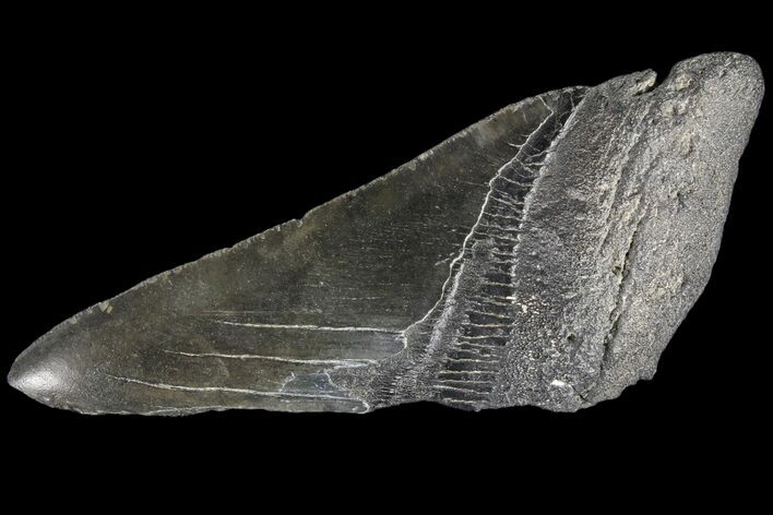 Partial Fossil Megalodon Tooth #89459